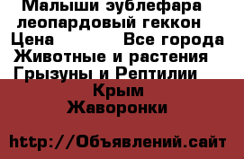 Малыши эублефара ( леопардовый геккон) › Цена ­ 1 500 - Все города Животные и растения » Грызуны и Рептилии   . Крым,Жаворонки